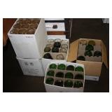 Wine Bottles