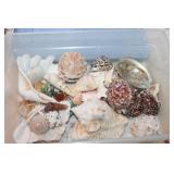 Selection of Sea Shells