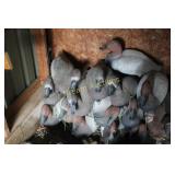 Canvas Back Divers Duck Decoys + D Bac Canvas Back Divers Duck Decoys + D Bac
