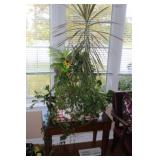 Table & Live Plants