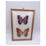 Blue Morpho Male / Female Butterfly Display in