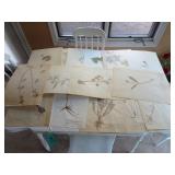 Lot of Misc Wisconsin Pressed Dried Plants