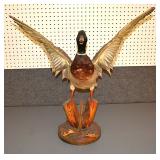 Taxidermy drake duck
