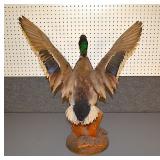 Taxidermy drake duck