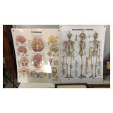 2 laminated posters, Brain & Skeltal System.