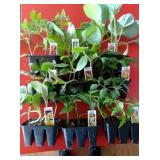Garden in a box. You get 27 assorted plants. 3 of