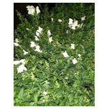 You will get 9 white snapdragons for 1 money