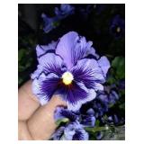 You get 9 pansy plants for 1 money. Frizzle