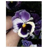 You get 9 pansy plants for 1 money. Frizzle