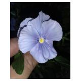 You get 4 big 6in pots of pansies for 1 money.