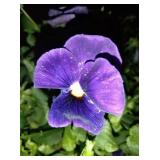 You get 4 big 6in pots of pansies for 1 money.