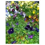 You will get a nice assortment of 9 plants for 1