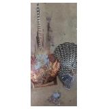 Group  of Pheasant feather