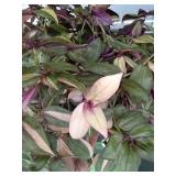 10in hanging basket. Variegated wandering