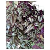10in hanging basket. Variegated wandering jew.