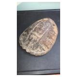 Turtle Shell
