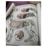 Dog and cat anatomy for the practitioner