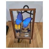 Butterfly Display with Stand