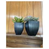 Crate and Barrel succulents