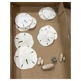 Sand dollars, snail shells collection