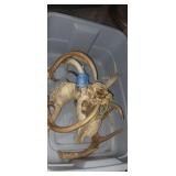 Deer skull and antlers