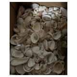 Seashells all different types