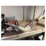 Mounted Texas longhorn steer horns with