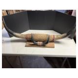 mounted set of Texas longhorn steer horns on