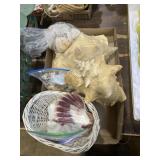 Large lot of sea shell