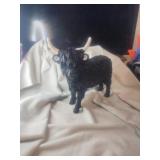 Beautiful Bull Statue,Very Nice