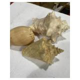 3 sea shells