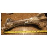 Giant 15in rawhide free femur dog bone