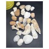 Seashells and other ocean artifacts