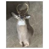 Whitetail deer shoulder mount taxidermy