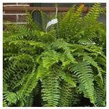 Huge hanging basket Boston fern over 2ft wide.
