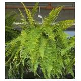 Huge hanging basket tiger fern. Over 2ft wide.