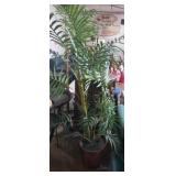 Decorative 6ft house plant