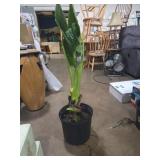 Potted elephant ear plant 42in (real plant )