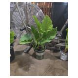 Potted elephant ear plant 24in (real plant )
