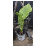Potted elephant ear plant 22in (real plant )
