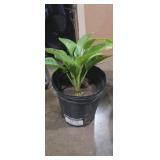 Potted hibiscus? plant 12in (real plant )