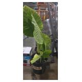 Potted elephant ear plant 34in tall (real plant)