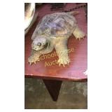 Snapping turtle taxidermy