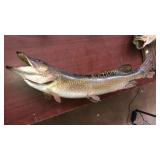 Mounted fish taxidermy approx 31"