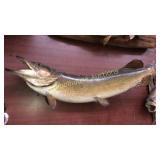 Mounted fish taxidermy approx 40"