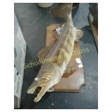 Medium size dead mounted fish (approx 24")