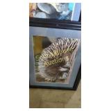 Assorted animal pictures