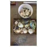 Flat and bucket of shells and coral