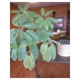 Cheffalera plant umbrella plant