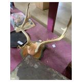 Mounted elk antlers